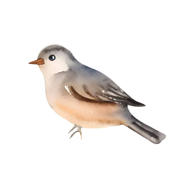 Aquarell Einfacher Singvogel Isoliert Auf Weißem Hintergrund Vektorillustration — Stockvektor