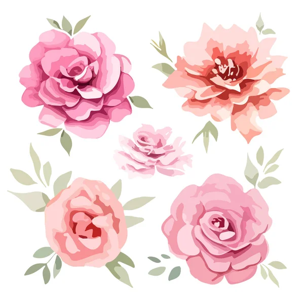 Коллекция Векторных Розовых Цветов Белом Набор Оформления Векторная Иллюстрация — стоковый вектор