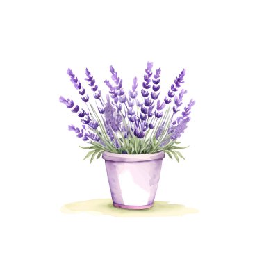 Beyaz arka planda izole edilmiş bir demet lavanta. Vektör illüstrasyonu