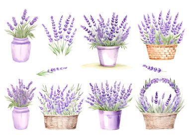 Su boyası lavanta buketini kovaya koy, sepete. Vektör illüstrasyonu