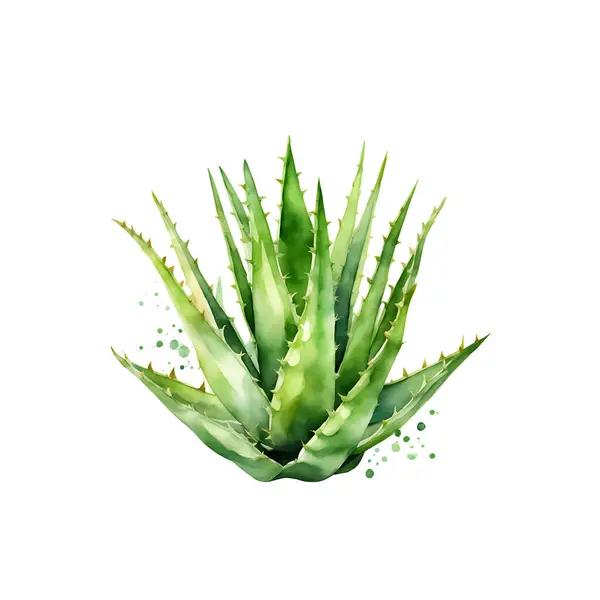 Acuarela Aloe Vera Aislada Blanco Ilustración Vectorial — Vector de stock