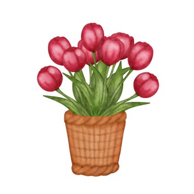 Bahar çiçekleri sepetinde beyaz arka planda izole edilmiş laleler. Vektör illüstrasyonu