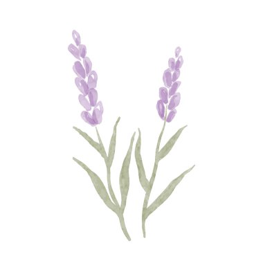 Suluboya çiçek, mor lavanta beyaza izole edilmiş. Vektör illüstrasyonu