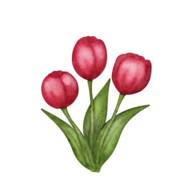 Beyaz arkaplanda üç vektör suluboya lale var. Vektör illüstrasyonu
