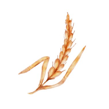 Buğday vektör illüstrasyonunun suluboya kulakları boyalı. Vektör illüstrasyonu