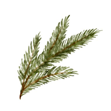 Suluboya köknar dalı, Noel ağacının vektör parçası olan beyazı izole etti. Vektör illüstrasyonu