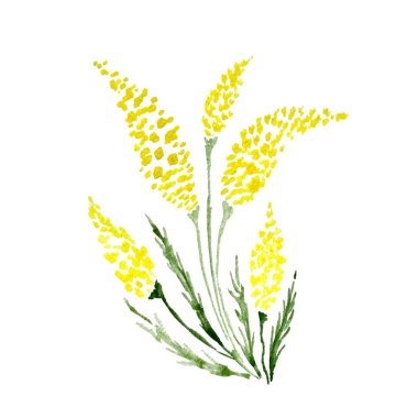Suluboya, arka plandan kesilmiş yabani sarı çiçek. Vektör illüstrasyonu