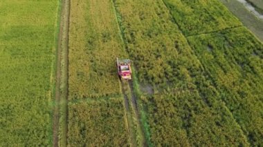 Dronlar hasat mevsiminden sonra pirinç samanı üreten işçiler üzerinde uçarlar. Kuzey Tayland 'da büyük pirinç tarlalarında, çiftçi yaşam tarzında. Pirinç tarlası ve hasat makinesinin hava görüntüsü.