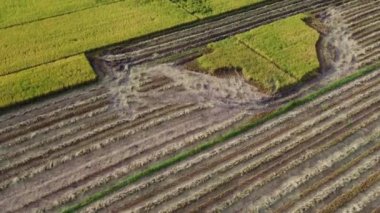 Hasattan önce ve sonra tarlada saman bırakılmış sonbaharın havadan görünüşü. Dronlar hasat mevsiminden sonra Tayland 'da büyük pirinç tarlalarında pirinç samanı üreten işçilerin üzerinde uçar..