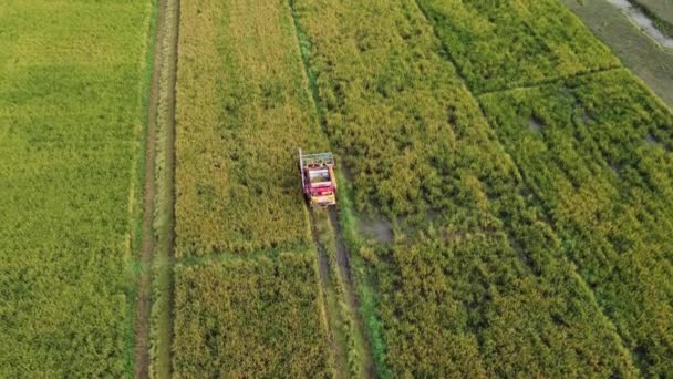 Drones Πετούν Πάνω Από Τους Εργαζόμενους Που Παράγουν Άχυρο Ρυζιού — Αρχείο Βίντεο