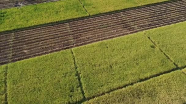 秋天的空中风景 收获前后 田里还留着稻草 泰国农民的生活方式是 在大稻田收获季节过后 无人驾驶飞机飞越生产稻草的工人 — 图库视频影像