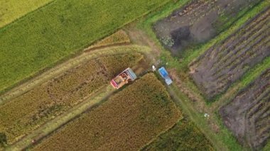 Dronlar hasat mevsiminden sonra pirinç samanı üreten işçiler üzerinde uçarlar. Kuzey Tayland 'da büyük pirinç tarlalarında, çiftçi yaşam tarzında. Pirinç tarlası ve hasat makinesinin hava görüntüsü.