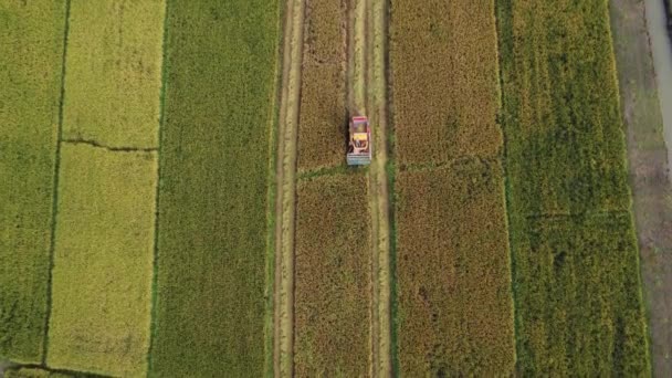 在泰国北部农民的生活方式 大稻田收获季节过后 无人驾驶飞机飞越了生产稻草的工人 稻田联合收割机的空中观测 — 图库视频影像