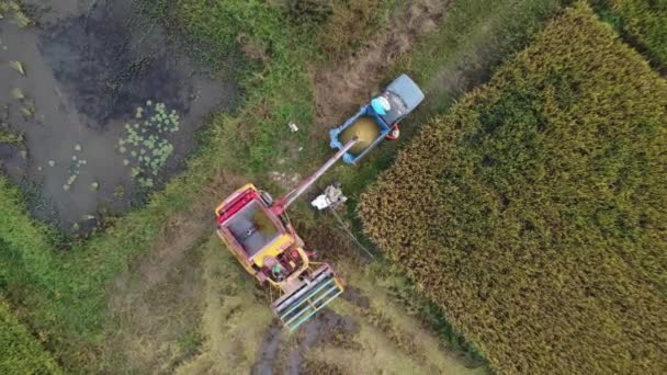 Zbieranie Ryżu Kombajnem Polu Ryżowym Drony Latają Nad Robotnikami Produkującymi — Wideo stockowe