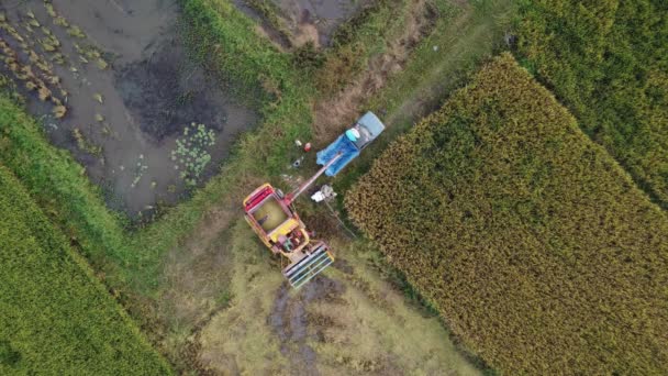 Συγκομιδή Ρυζιού Συνδυασμό Ένα Χωράφι Ρυζιού Drones Πετούν Πάνω Από — Αρχείο Βίντεο