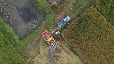 Pirinç tarlasında pirinç hasadı. Dronlar hasat mevsiminden sonra Tayland 'da büyük pirinç tarlalarında pirinç samanı üreten işçilerin üzerinde uçar..