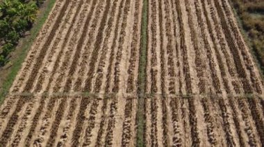 Hasattan sonra tarlada saman bırakılmış sonbaharın havadan görünüşü. Tayland 'da pirinç hasadından sonra pirinç tarlaları.