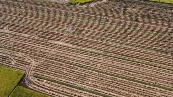 Αεροφωτογραφία Του Φθινοπώρου Μετά Συγκομιδή Άχυρο Αριστερά Στο Χωράφι Καλλιέργειες — Αρχείο Βίντεο