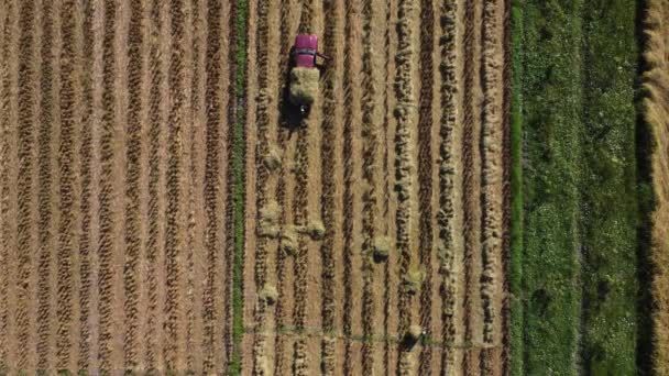 Aerial View Autumn Harvest Straw Left Field Drones Fly Farmer — Stock Video