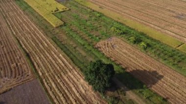 Hasattan önce ve sonra tarlada saman bırakılmış sonbaharın havadan görünüşü. Dronlar hasat mevsiminden sonra Tayland 'da büyük pirinç tarlalarında pirinç samanı üreten işçilerin üzerinde uçar..