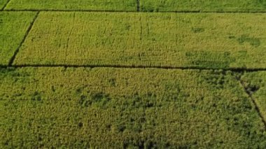 Hasattan önce ve sonra tarlada saman bırakılmış sonbaharın havadan görünüşü. Tayland 'da pirinç hasadından sonra pirinç tarlaları.