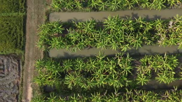 室外苗圃植树与人工林的空中景观 泰国农村的香蕉种植园 栽培业务 自然景观背景 — 图库视频影像