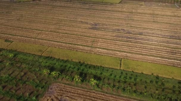 秋天的空中风景 收获前后 田里还留着稻草 泰国北部农民的生活方式是在大稻田收获季节过后 无人驾驶飞机飞越生产稻草的工人 — 图库视频影像