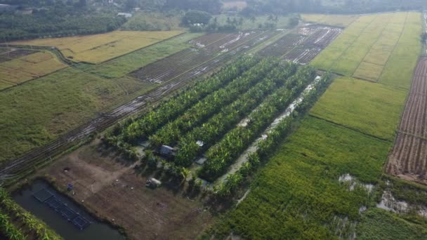 Vista Aérea Árvores Cultivo Plantação Viveiro Livre Plantação Bananas Tailândia — Vídeo de Stock