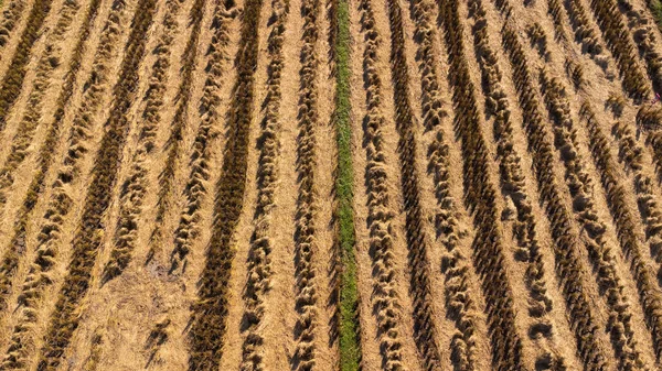 農村に落ちた藁で収穫後の秋のトップビュー タイで米を収穫した後の田んぼ — ストック写真