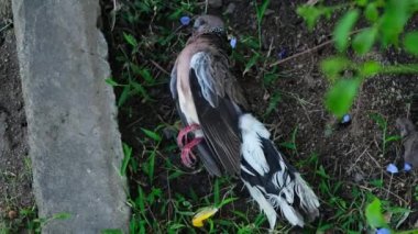 The remains of the dead pigeon on the grass. Dead body of pigeon laying on the ground with flies and decomposing. Concept of plague infected by bird pestilence.