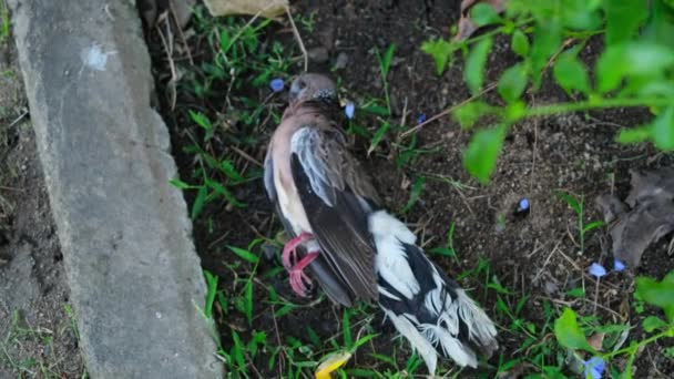 死んだ鳩の遺骨が芝生の上に 死んだ鳩の体はハエで地面に横たわって分解します 鳥の疫病に感染する疫病の概念 — ストック動画