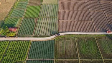 Aerial view of fields and agricultural parcels. Agricultural landscape: rows of plants growing in vast fields with dark fertile soil leading to the horizon.