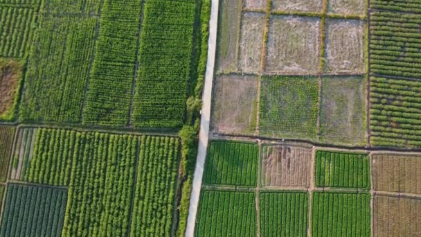 Aerial View Fields Agricultural Parcels Agricultural Landscape Rows Plants Growing — Αρχείο Βίντεο