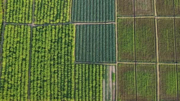 Aerial View Fields Agricultural Parcels Agricultural Landscape Rows Plants Growing — Stock Video