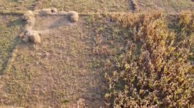 Aerial view of fields and agricultural parcels. Agricultural landscape: rows of plants growing in vast fields with dark fertile soil leading to the horizon.