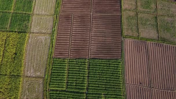 Aerial View Farmer Preparing Land Seedbed Cultivator Part Pre Seeding — Stock Video