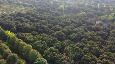 Aerial view of summer in forest. Drone shoot above mixed forest, green deciduous trees in countryside woodland or park.