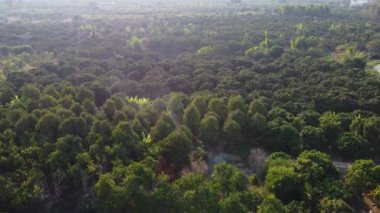 Aerial view of summer in forest. Drone shoot above mixed forest, green deciduous trees in countryside woodland or park.
