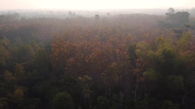 Aerial view of summer in forest. Drone shoot above mixed forest, green deciduous trees in countryside woodland or park.