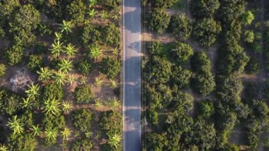 Aerial view of a road that cuts through an agricultural area with fields and crops on either side of the road on a clear day. Top view looking down on a rural country road in the morning.