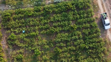 Aerial view of workers harvesting organic vegetables into baskets in the morning. Farmers loading baskets of organic vegetables into pickup trucks after harvest. Healthy Eating and Fresh Vegetables