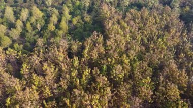 Aerial view of summer in forest. Drone shoot above mixed forest, green deciduous trees in countryside woodland or park.