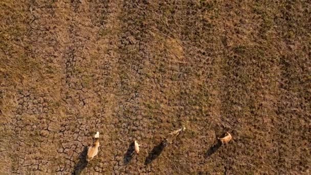 Aerial View Group Cows Rural Fields Harvest Morning Farmland Harvest — Vídeo de Stock