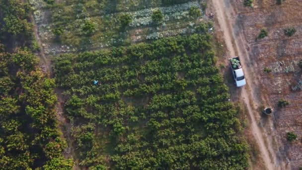 Aerial View Workers Harvesting Organic Vegetables Baskets Morning Farmers Loading — Vídeo de Stock