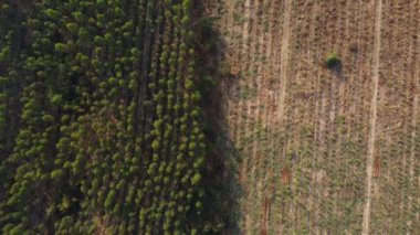 Aerial view of Plantation Eucalyptus trees being harvested for wood chipping. Top view of the eucalyptus forest in Thailand.