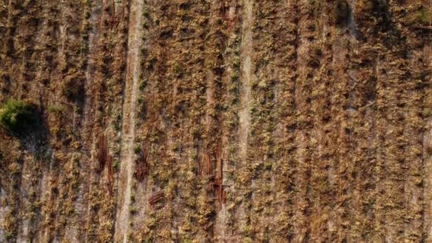 Aerial View Plantation Eucalyptus Trees Being Harvested Wood Chipping Top — Wideo stockowe