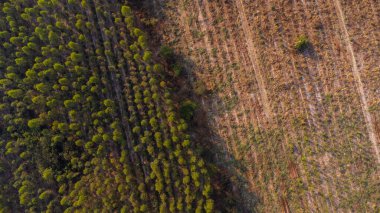 Aerial view of Plantation Eucalyptus trees being harvested for wood chipping. Top view of the eucalyptus forest in Thailand.