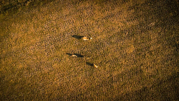 Aerial View Group Cows Rural Fields Harvest Morning Farmland Harvest — Zdjęcie stockowe