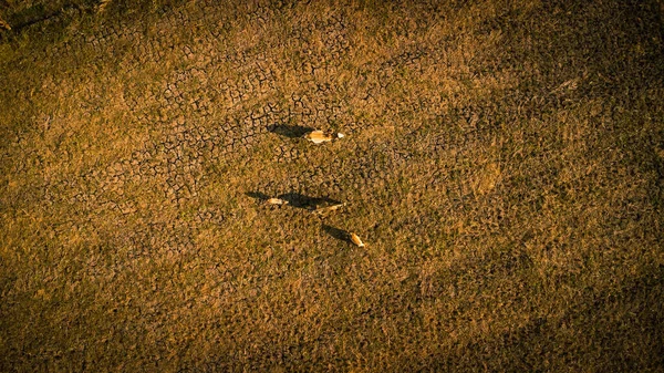 Aerial View Group Cows Rural Fields Harvest Morning Farmland Harvest — Zdjęcie stockowe