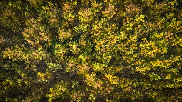 Aerial view of summer in forest. Drone shoot above mixed forest, green deciduous trees in countryside woodland or park.
